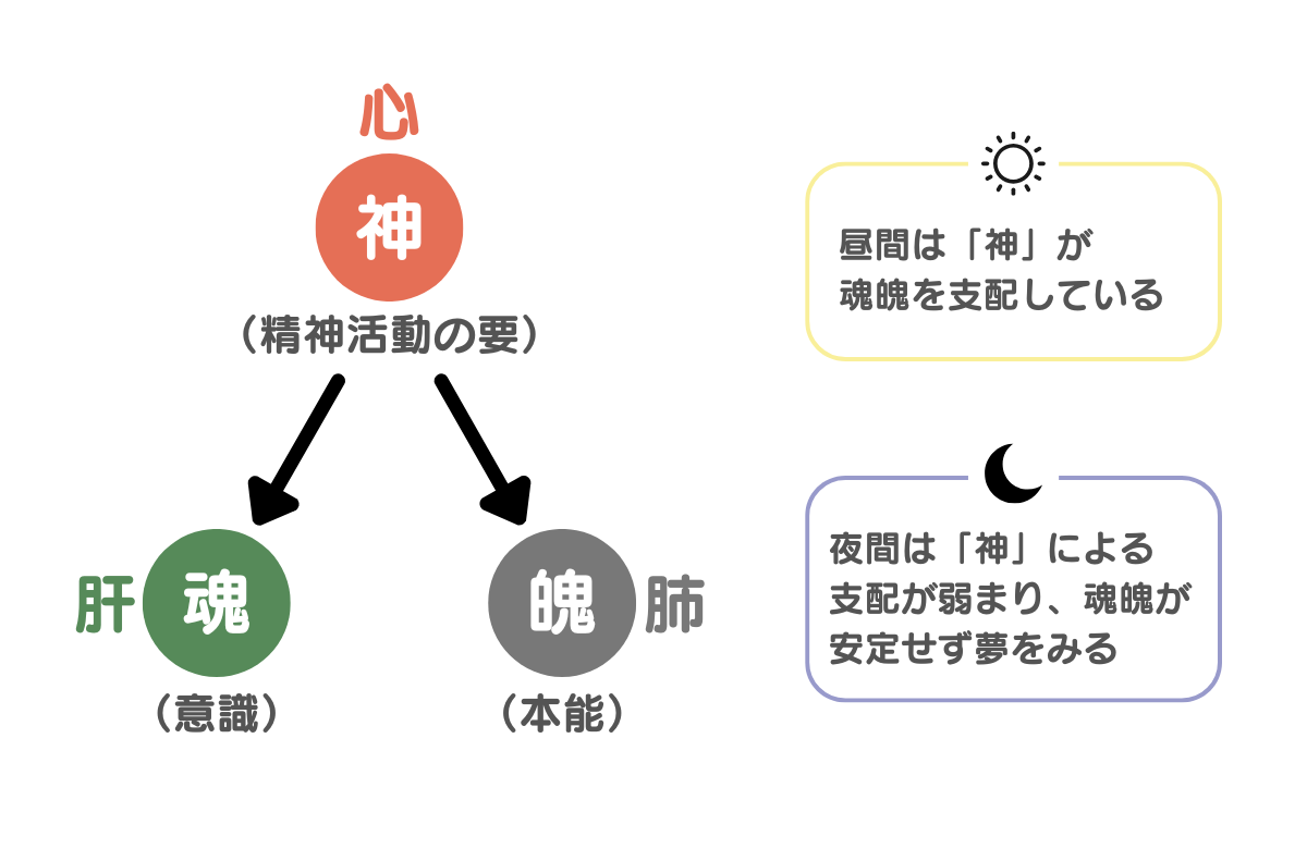 神魂魄のイメージ図