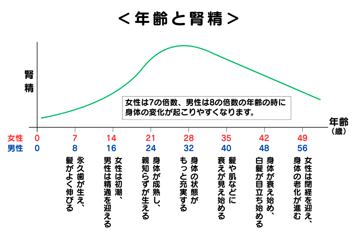 年齢と腎精のグラフ