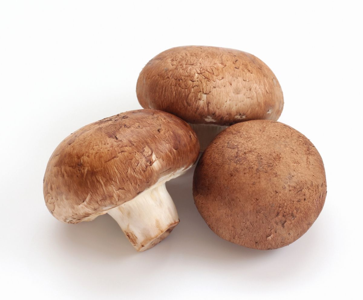 マッシュルーム