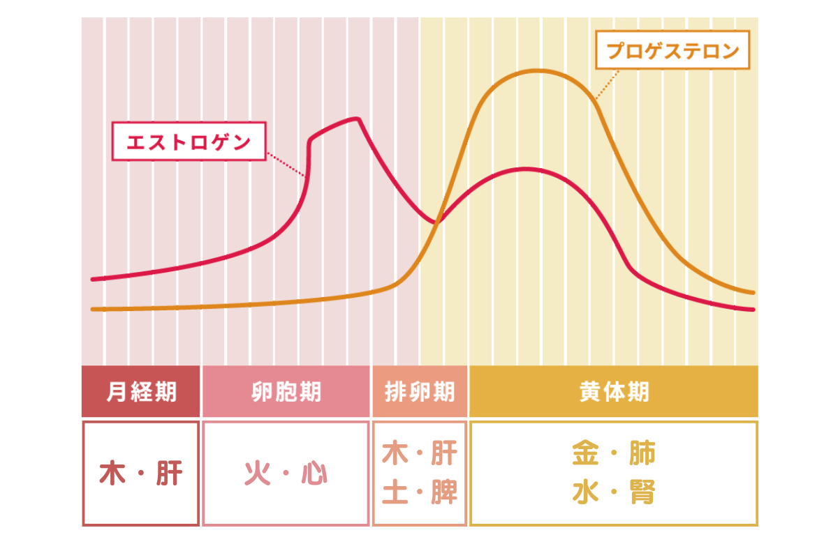 月経周期と五行・五臓のグラフ